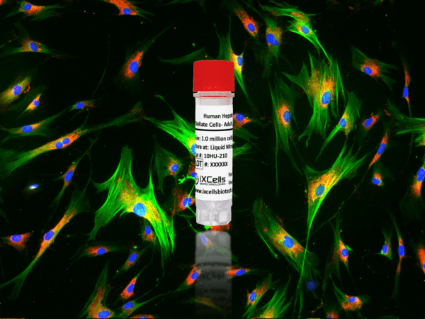Human Hepatic Stellate Cells- Adult (HHSC)