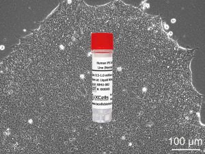 Y27632 - iXCells