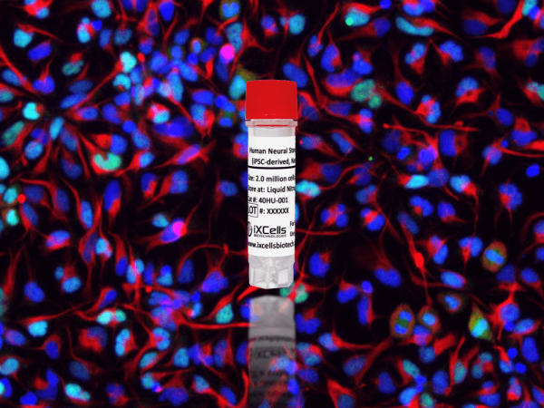 Human Neural Stem Cells (iPSC-derived, Normal)