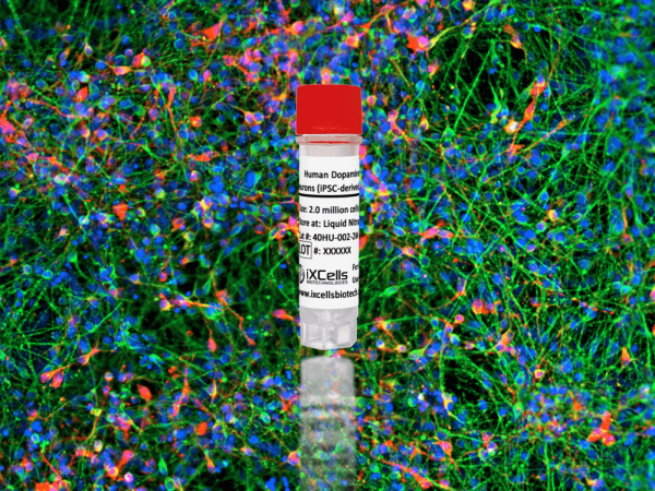 Human Dopaminergic Neurons (iPSC-derived, Normal)