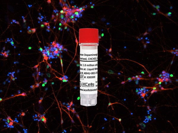Human Dopaminergic Neurons (iPSC-derived, CHCHD2, R145Q, HOM)