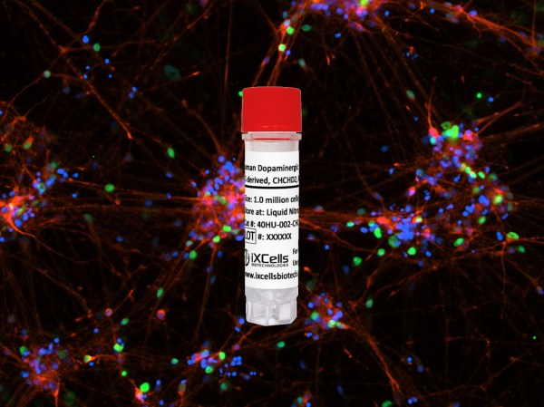 Human Dopaminergic Neurons (iPSC-derived, CHCHD2 mutation, R145Q, ISO)