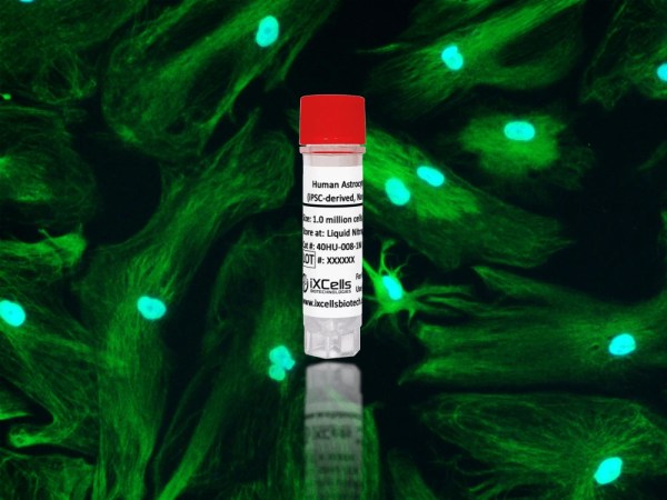 Human Astrocytes (iPSC-derived, Normal)