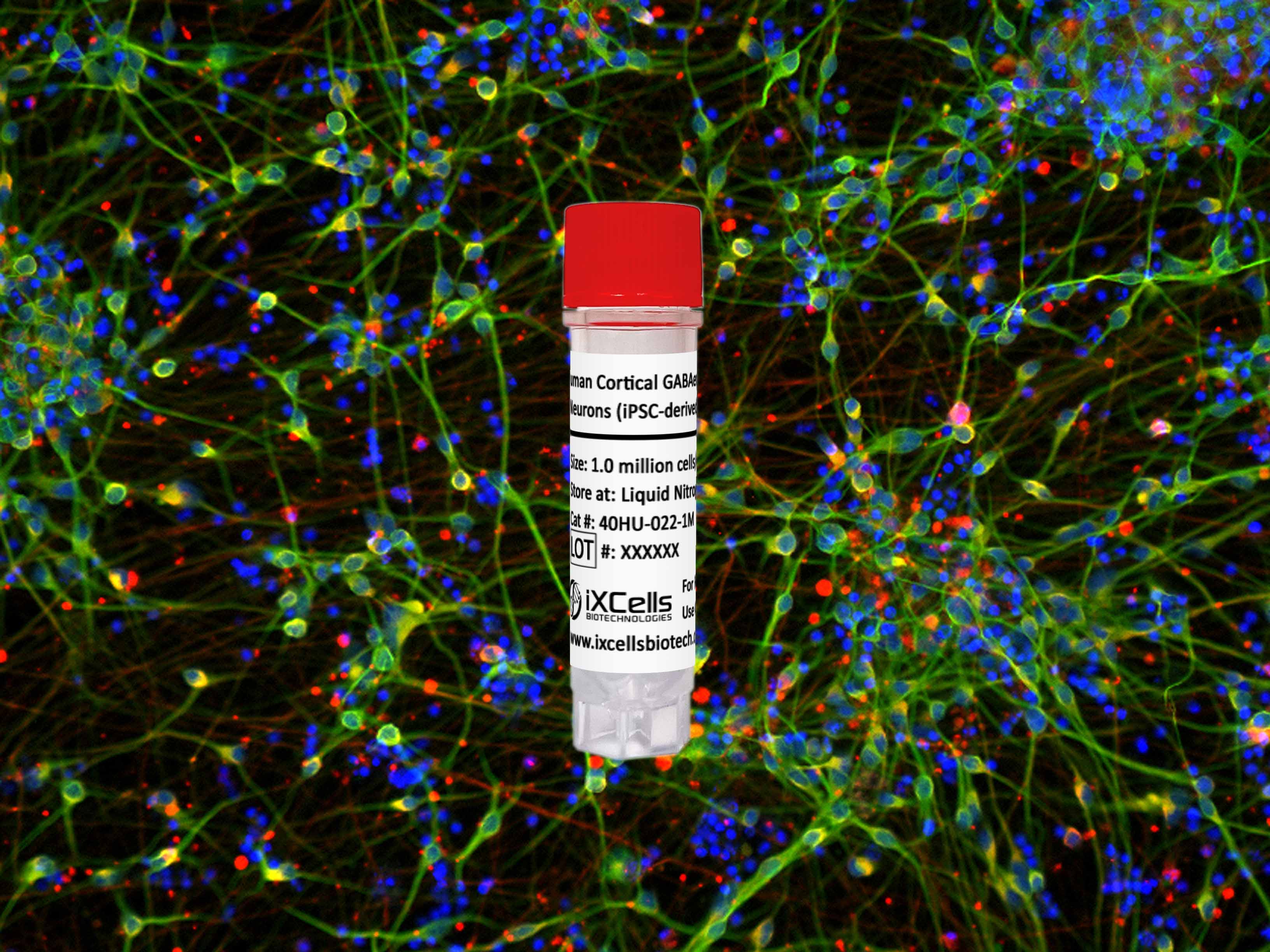 Human Cortical GABAergic Neurons 2.0 (iPSC-derived, Normal)