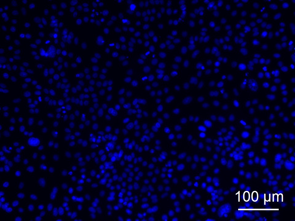 Human Colonic Epithelial Cells (HCoEpC) - Image 4