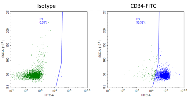 Human perpheral blood CD34 cells