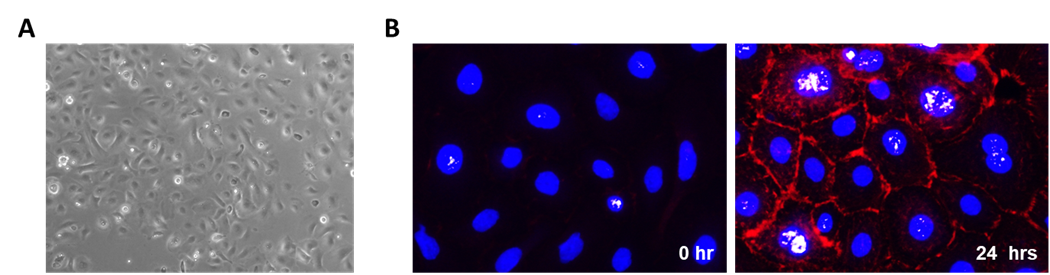 Mouse Epidermal Keratinocytes adult