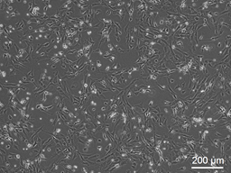 RatEmbryonicFibroblasts