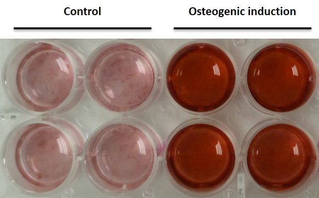 Osteogenic induction