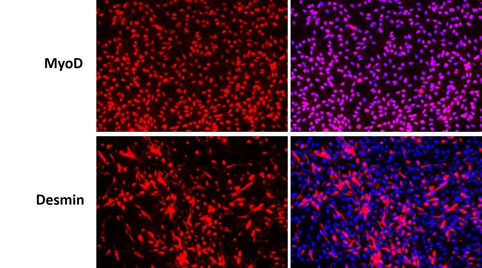 iPSC-myoblasts_Fig_1