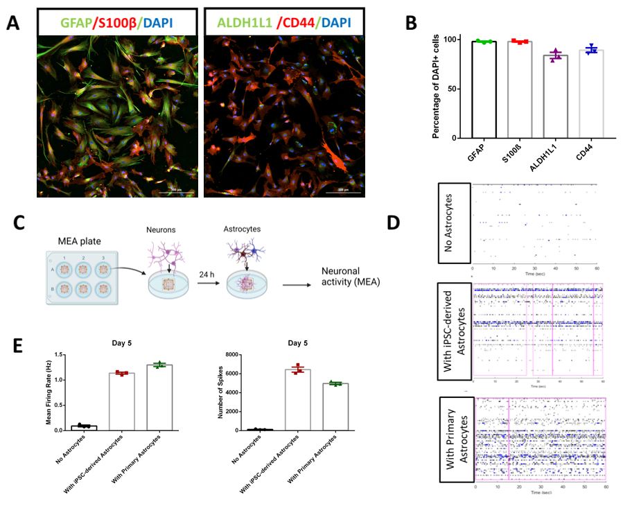 iXCells iPSC derived Human Astrocytes