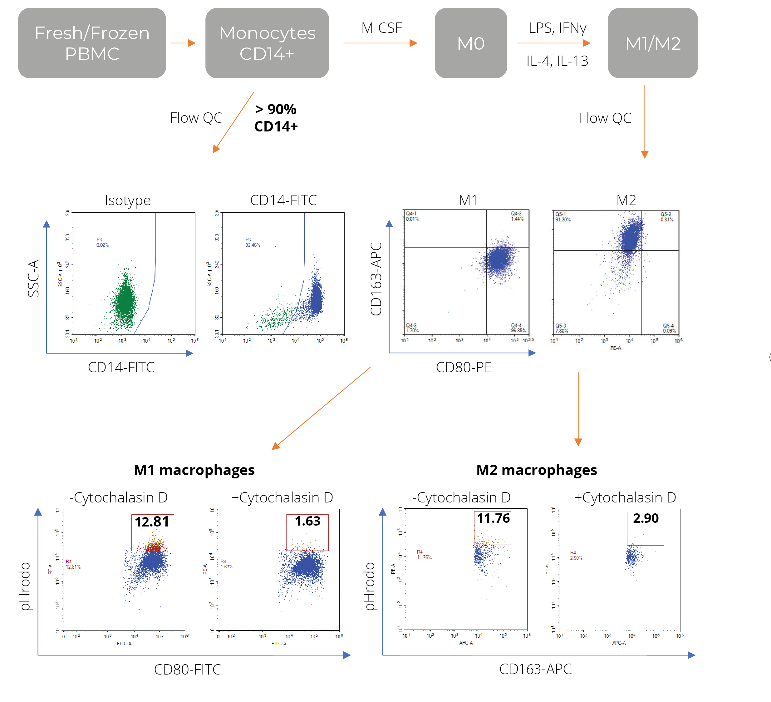 Monocytes derived M1/M2 macrophages Data