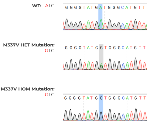Figure 1. Heterozygous and homozygous M337V mutation (highlighted) has been introduced to TDP-43 gene using CRISPR/Cas9 based genome editing technology. The targeted site is verified by genomic PCR/Sanger .sequencing.