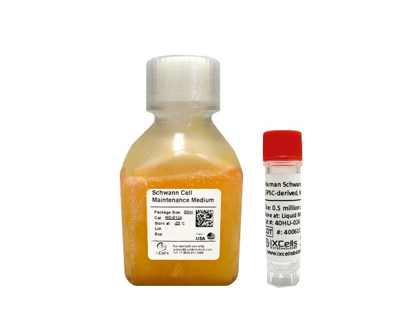 Schwann Cell Maintenance Medium