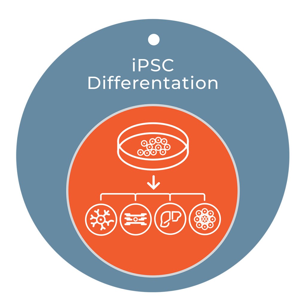 iXCells Biotechnologies | iPSC Models | Primary Cells | Preclinical CRO