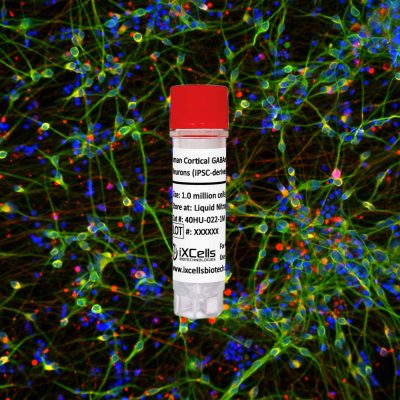 40hu-022-highly-characterized-iPSC-derived-GABAergic-Neurons-iXCells
