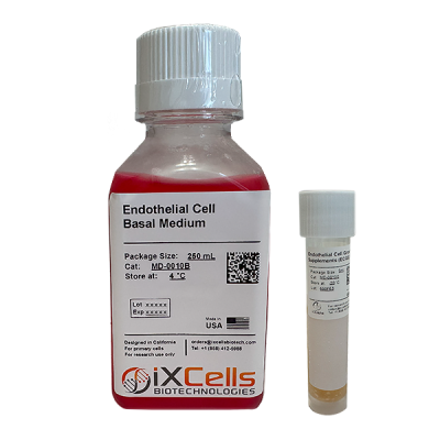 Endothelial Cells V04 Bottle and Vial--no-shadw-numbers